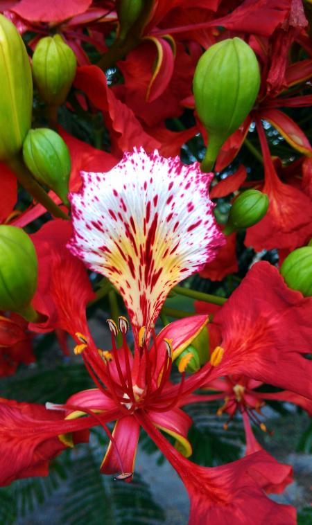 Flamboyant tree flower
