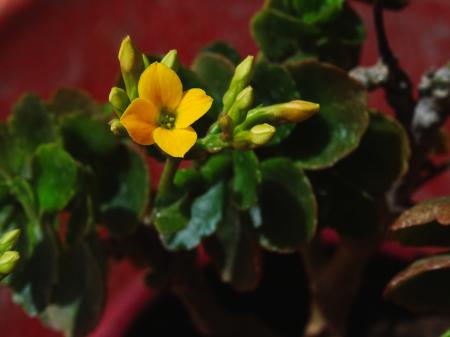 Flaming Katy - Kalanchoe blossfeldiana