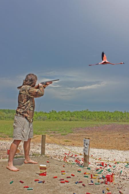 Flamingo Hunting