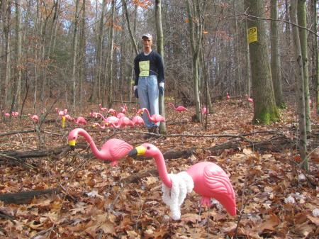 Flamingos Hunting