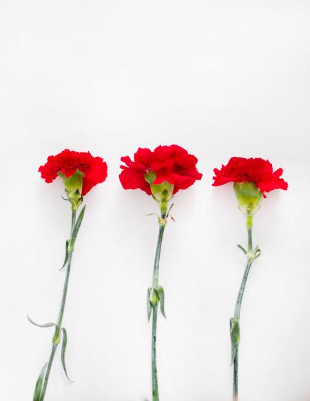 Flatlay Photography of Carnation