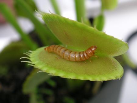 Flies eating plant