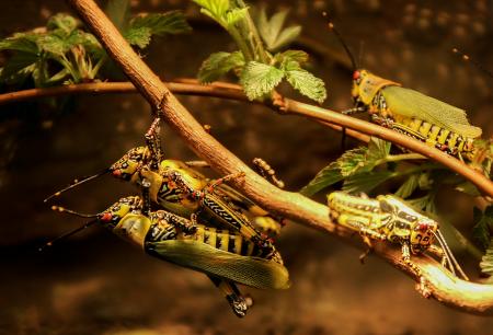 Flies on the Branch