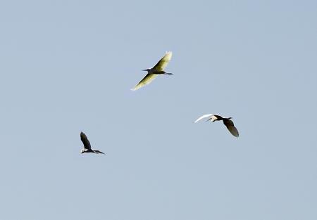 Flight of the Herons
