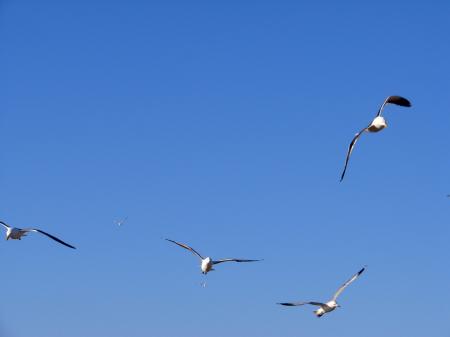 Flight of the Seagulls