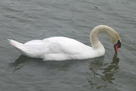 Floating in the River