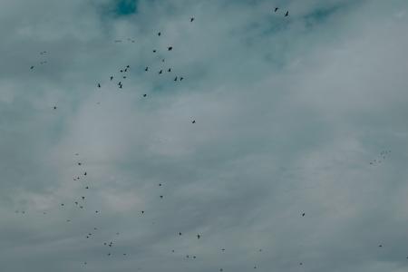 Flock Of Birds Flying Under Cloudy Sky