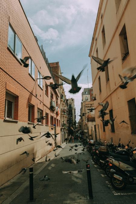 Flock of Pigeon