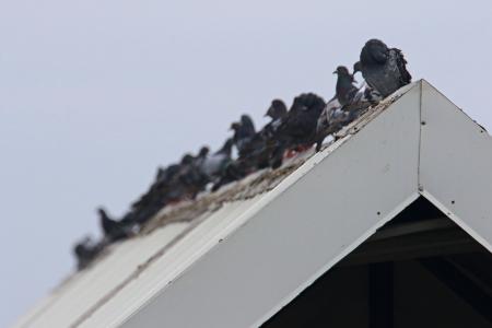 Flock of pigeons on the roof
