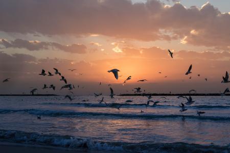 Flock Of White Birds Photo During Sunset