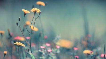 Floral Blur Background