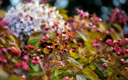 Flower and berries