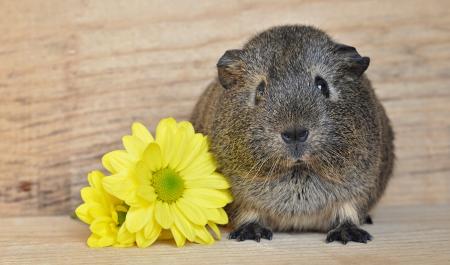 Flower and Guinea Pig