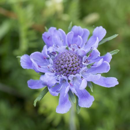 Flower Closeup