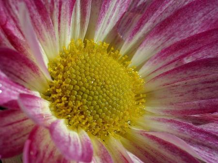 Flower Closeup