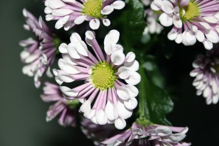 Flower closeup