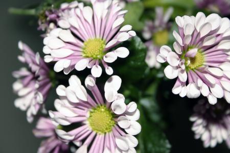 Flower Closeup