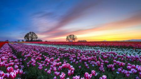 Flower Field