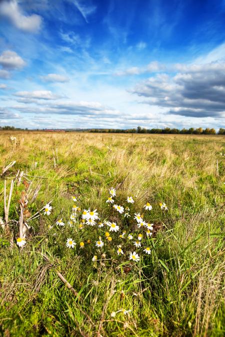 flower field
