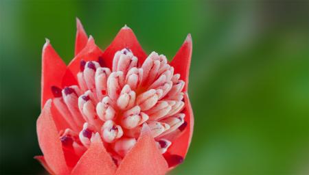 Flower in the Garden