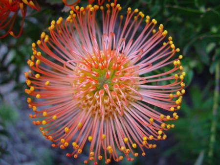 Flower in the Garden