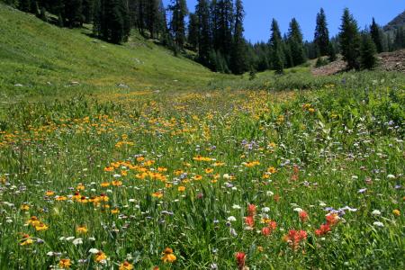 Flower Meadow