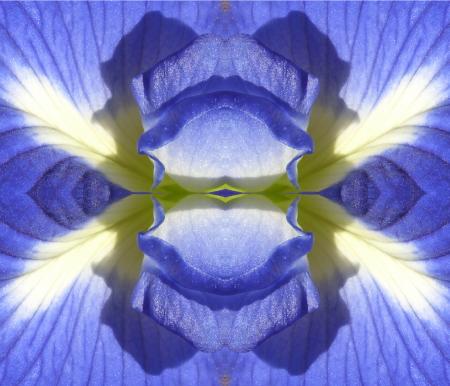 Flower of Scotland abstract