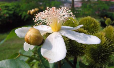 Flower of the Annatto Tree