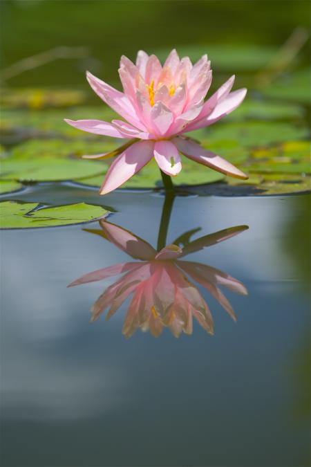 Flower reflection