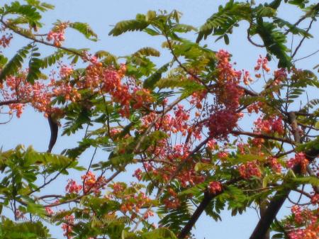 Flower Tree
