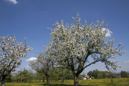 Flower Tree