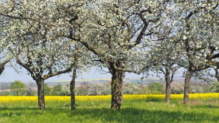 Flower Trees