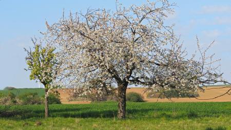 Flower Trees