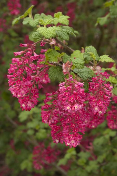 Flowering Currant