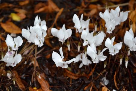Flowering cyclamen