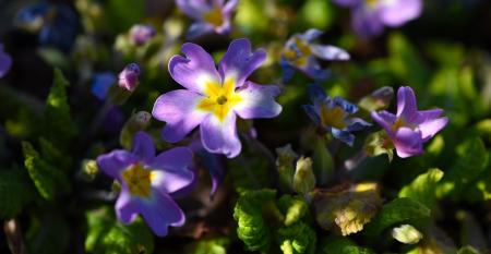 Flowers