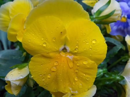 Flowers after the rain