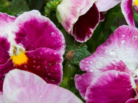 Flowers after the rain