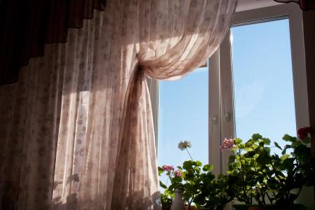 flowers at the window