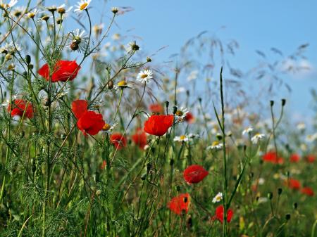 Flowers Blooming