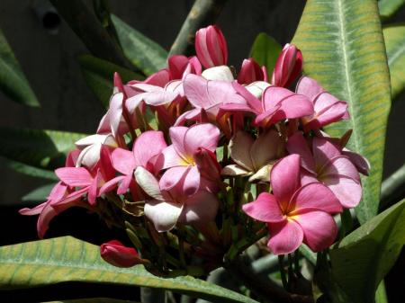 Flowers Bouquet