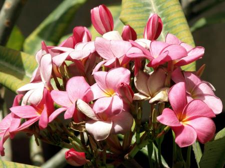 Flowers Bouquet