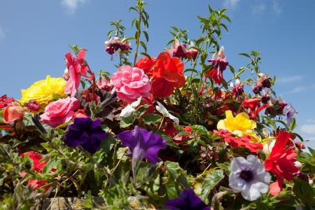 Flowers in the Garden