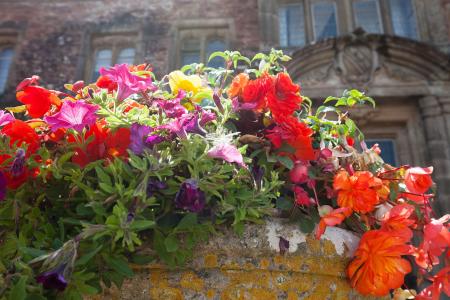 Flowers in the Garden