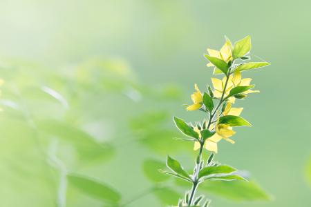 Flowers in the Garden