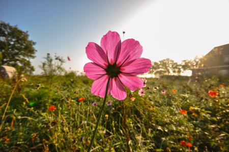 Flowers in the Garden