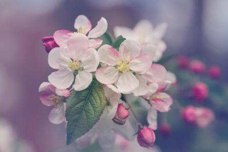 Flowers in the Garden