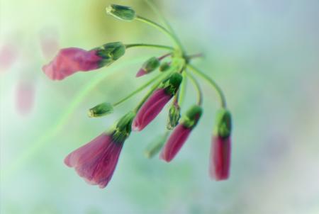 Flowers in the Garden