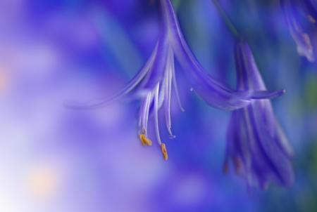 Flowers in the Garden