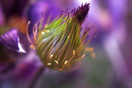 Flowers in the Garden